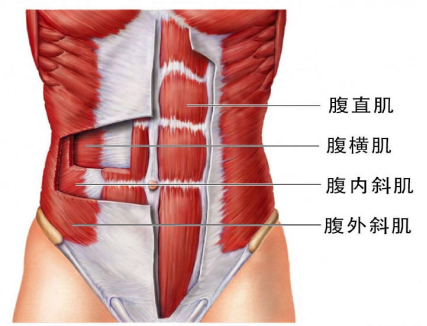 【產后恢復】跟腹直肌分離有關的肌肉有哪些呢？