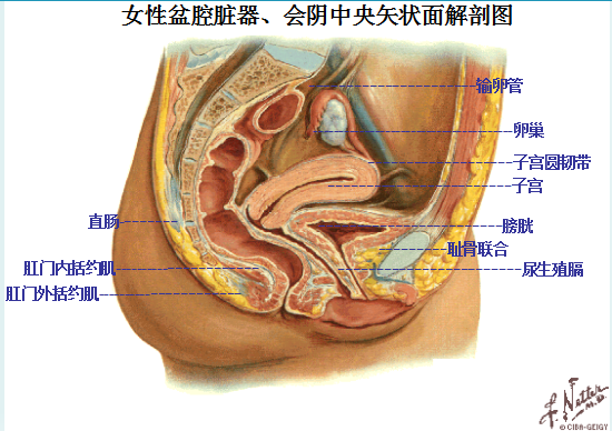產(chǎn)后盆底康復(fù)|女性盆底主要脹器有哪些？