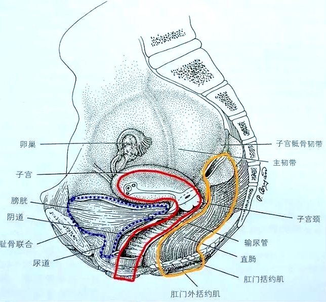 產(chǎn)后恢復(fù)項目中盆腔的“三腔系統(tǒng)”是怎么分界的？