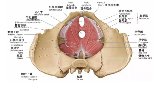 盆底肌康復治療有用嗎？專家表示，注重方法