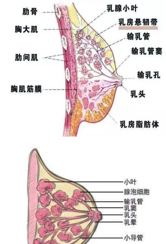 母乳喂養(yǎng)是否正常，需要稍微了解一下乳房的功能