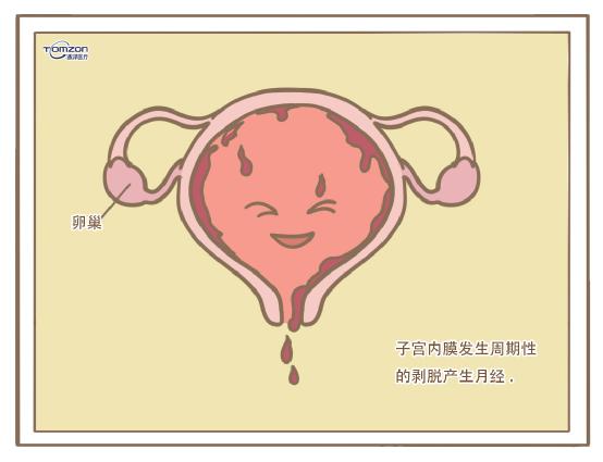 盆底康復治療儀 盆底康復治療儀可以保護女性私密領地的天然防線嗎？
