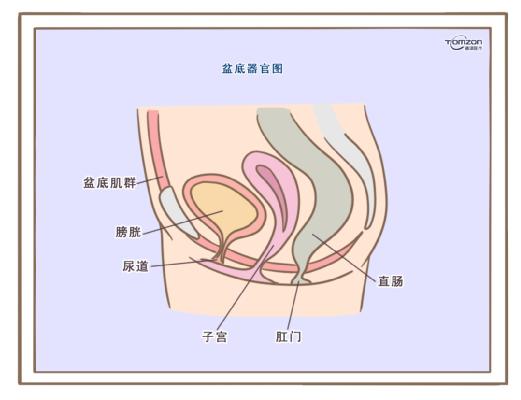 盆底康復(fù)治療儀應(yīng)該在產(chǎn)后什么時候使用？