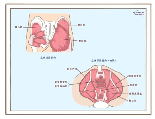 盆底訓(xùn)練儀是否可以清除盆腔內(nèi)的毒素？