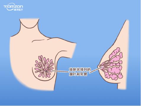 盆底康復(fù)治療儀能幫助女性乳房哪些問(wèn)題？